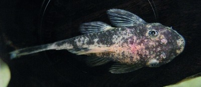 Harnasmeerval / borstelneusmeerval (familie Loricariidae)
