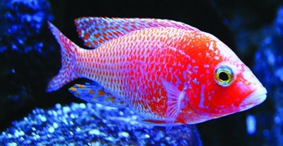 Fire Fish-pauwcichlide (kweekvorm)