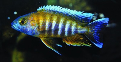 Jacobfreibergs pauwcichlide