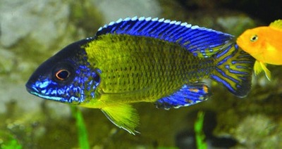 Pauwcichlide (familie Cichlidae)