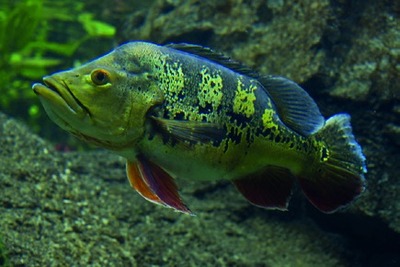 Pauwoogcichlide / peacock bass