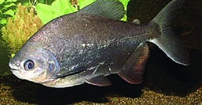 Tambaqui / zwarte pacu