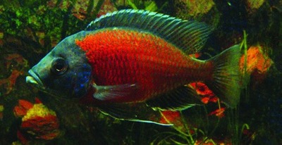 Kadango-cichlide / Malawi-cichlide