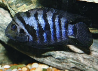 Zebracichlide