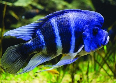 Frontosa