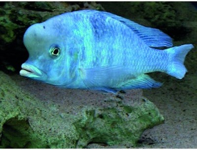 Blauwe dolfijncichlide