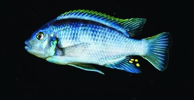 Malawi-cichlide (familie Cichlidae)