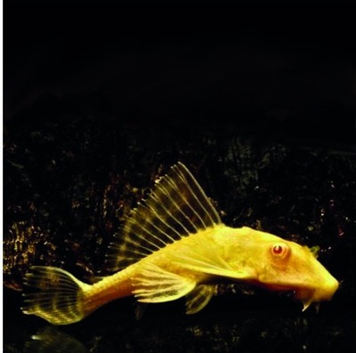 Zeilvinpleco, albino vorm