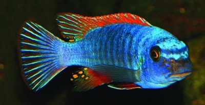 Trewavasae-cichlide / Malawi-cichlide