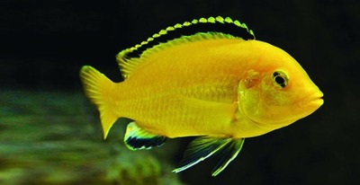 Gele labidochromis / gele Malawi-cichlide