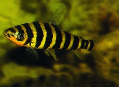 Gestreepte leporinus