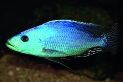 Malawi-cichlide (familie Cichlidae)