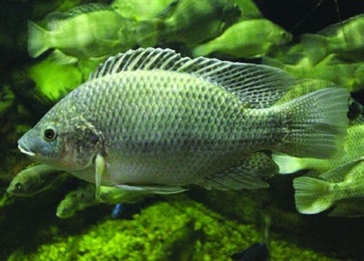 Mozambiquetilapia
