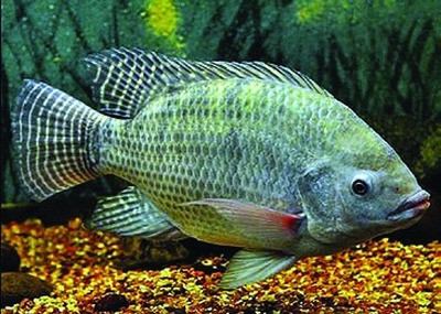 Nijltilapia