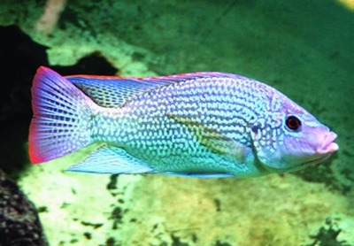 Tanganyikameer-tilapia