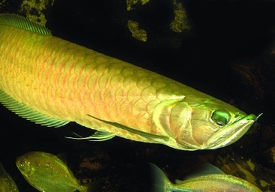 Zilveren arowana