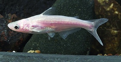 Pangasius, albino vorm (familie Pangasiidae)