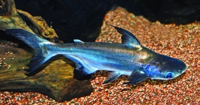 Iridescente pangasius / reuzenpangasius