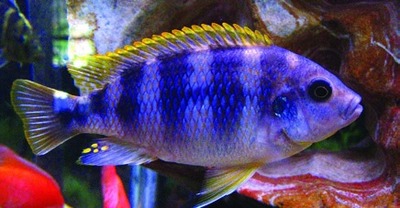 Petrotilapia-cichlide (familie Cichlidae)