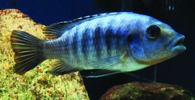 Petrotilapia-cichlide (familie Cichlidae)