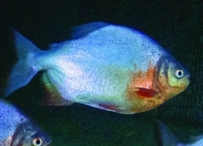Roodbuikpacu