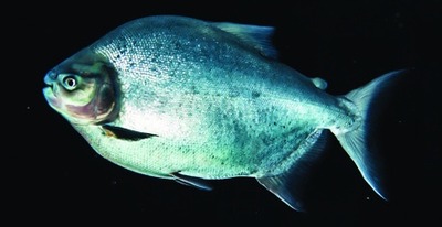 Pacu (familie Serrasalmidae)