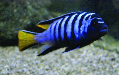 Malawi-cichlide (familie Cichlidae)