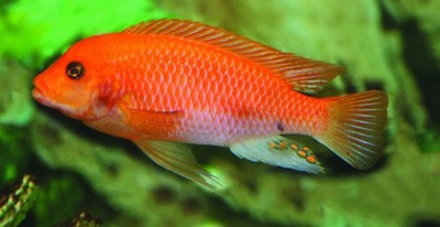 Rode zebracichlide / Malawi-zebracichlide
