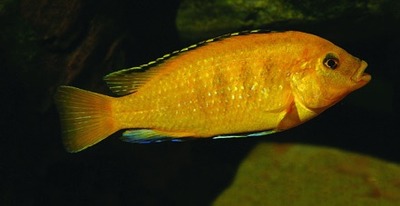 Lombardoi-cichlide / Kenyi-cichlide