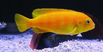 Saulosi-cichlide