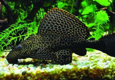 Zeilvinpleco / zeilvin-harnasmeerval