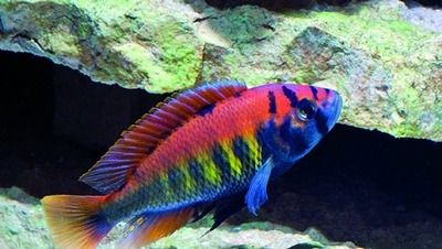 Nyerere-cichlide / Victoriameer-cichlide