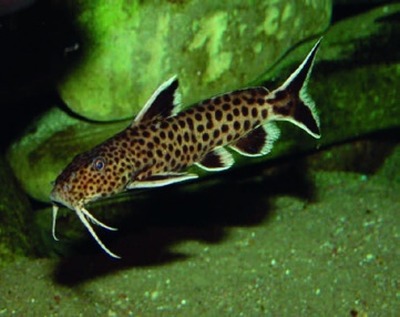 Koekoeksmeerval / Tanganyika-Synodontis
