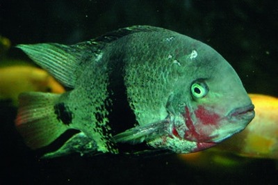 Midden-Amerikaanse cichlide (familie Cichlidae)